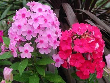 一问一答情话套路大全 爱情套路话大全