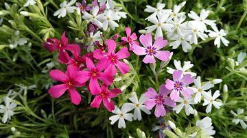 镔芬