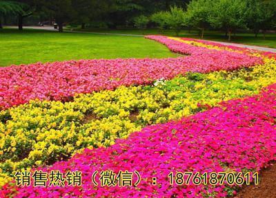 热爱生活的格言