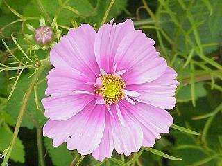 春节牛年祝福语
