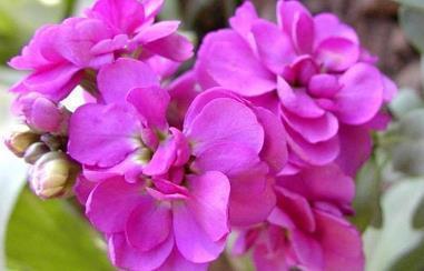 不露锋芒
