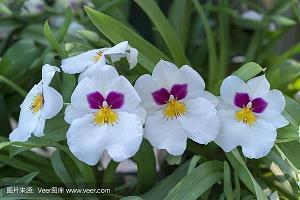 每日祝福语经典语句精选67句