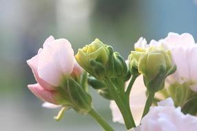 小年祝福文案句子