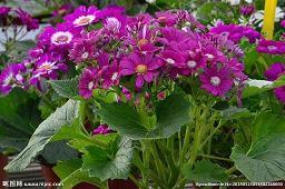 顿节