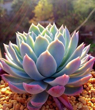语言无味