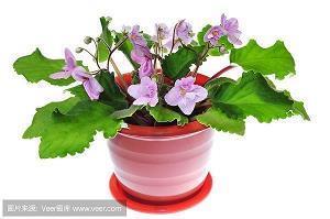看油菜花的说说一句话6