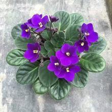 邪不胜正的句子【精选10句】