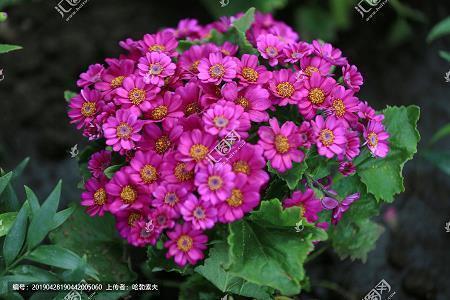 画饼充饥造句,用画饼充饥写一句话