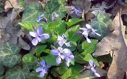 关于普通话的名言