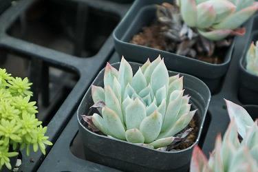 表白被拒绝的伤感说说 用心观察成功者，别老是关注失败者