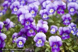 花蔕