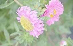 描写秋天枫叶的唯美句子及图片大全