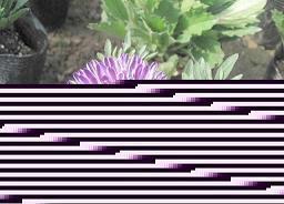 蜜蜂的格言谚语 蜜蜂的格言