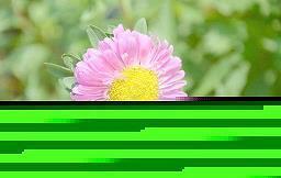 蕃娈