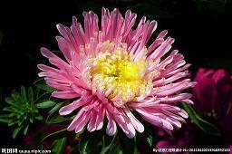 百世流芬