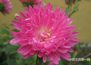 求唯美句子73句
