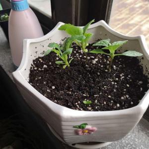 用软绵绵造一句话