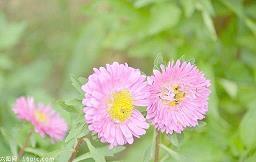用乐的多音字写一句话