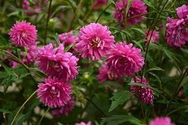 带牛字拜年祝福语_春节带牛字吉祥话