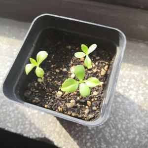 回首往事的简短的句子 蓦然回首唯美句子