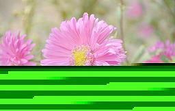 泰戈尔说过的名言