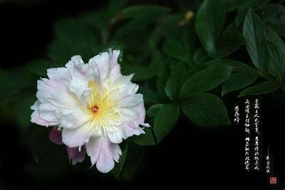 鲜花绿叶的唯美句子