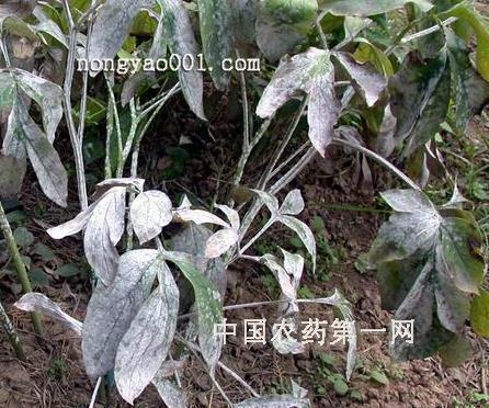 对男人死心绝望死心的句子