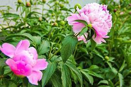 小生不才古风句子