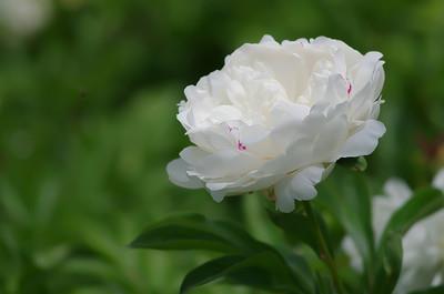 柳暖花春