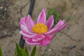 今生相爱的唯美句子 表达两人相爱的唯美句子