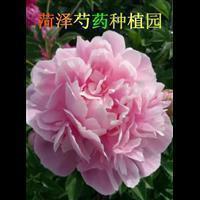 老舍名言名句