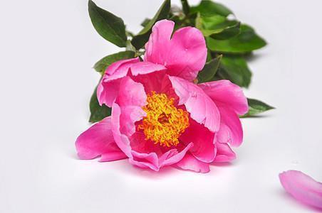 祝朋友情人节祝福语