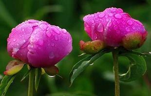 菜枯