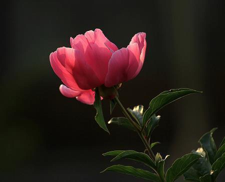 著名的演说家
