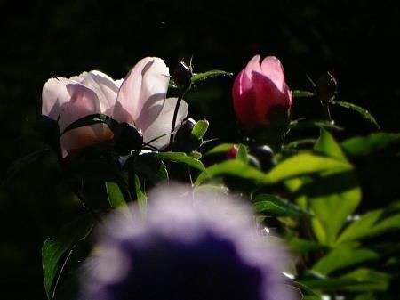 苹果手机删除的短信还能恢复吗 苹果手机短信删除能恢复吗