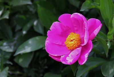 经典散文段落摘抄大全