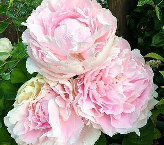 军人励志名言短句霸气十足