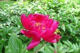 赠花唯美感言语录精选80句