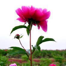 王安石文学成就