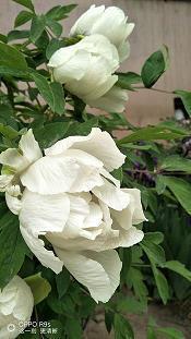 隳节