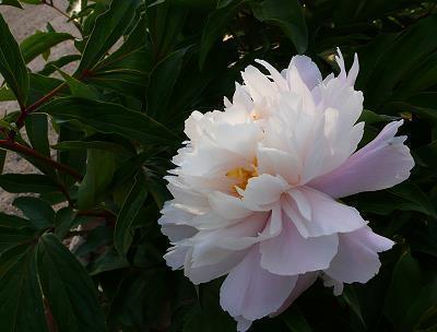 鲜绮