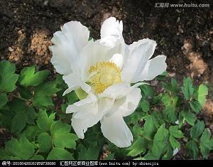 最新牛年新春祝福语
