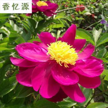 钧批