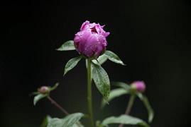 赞美老师的一段话唯美：随风潜入夜，润物细无声