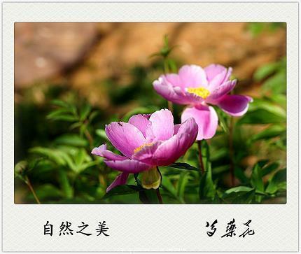 物不平则鸣
