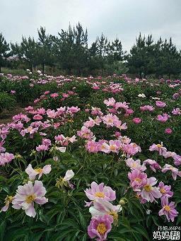 重阳节登高说说_九九重阳心情说说