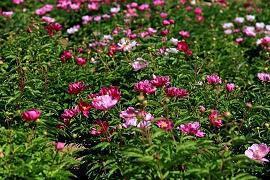 繮