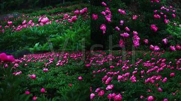 坚强到让人心疼的短句