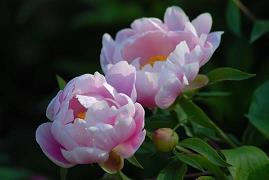 龙步