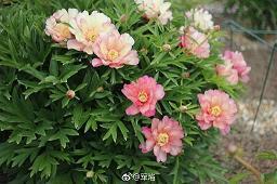 霍金和爱因斯坦谁厉害